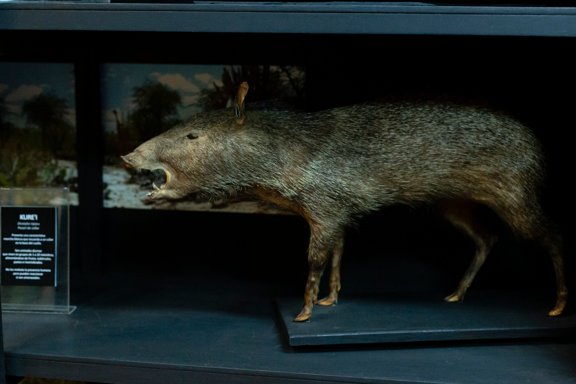 Colección de Botánica